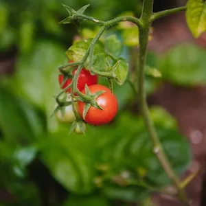  Appartamento Nea's Green Garden